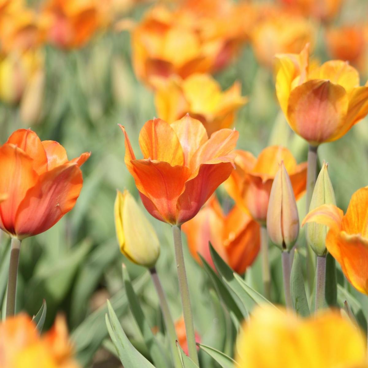 Gifted Youth Corner –&nbsp;April